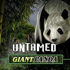 Untamed Panda slot game