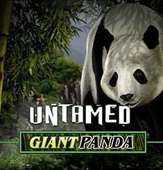 Untamed Panda logo