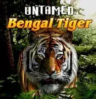Bengal Tiger