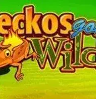 Gekos gone Wild